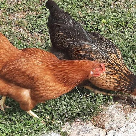 La Jolie Parenthese Διαμέρισμα Saint-Sauveur-d'Aunis Εξωτερικό φωτογραφία