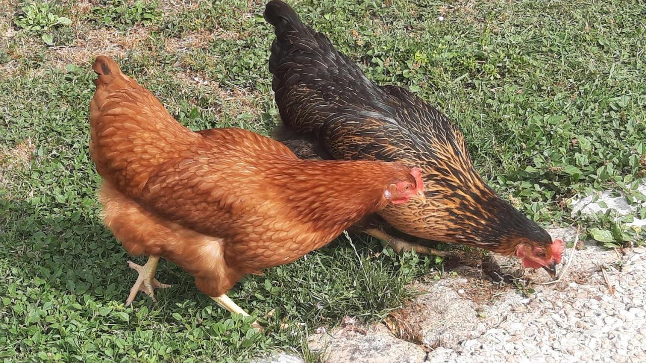 La Jolie Parenthese Διαμέρισμα Saint-Sauveur-d'Aunis Εξωτερικό φωτογραφία